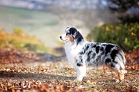 3. 1/14/26- Blue Aussie (G. Horn)