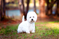8. 3/1/26- Pensacola FL (Westie) D. Hills