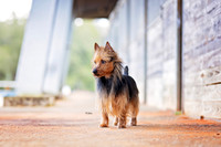 9. 3/1/26- Pensacola FL (Aust Terrier) D. Hills