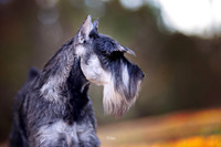 10. 3/1/26- Pensacola FL (Baby Schnauzer) D. Hills