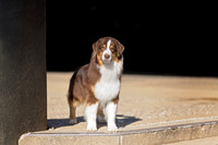 13. 3/12/26: Louisville KY (Red Aussie) G. Horn