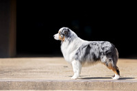 14. 3/12/26: Louisville KY (Blue Aussie) T. Norrell