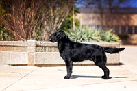 16. 3/12/26: Louisville KY (Flat Coat) P. More