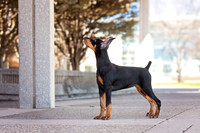 18. 3/12/26: Louisville KY (Dobe Pup) B. Wyant