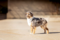 27. 3/12/26: Louisville KY (Red Merle MAS) B. Huntington