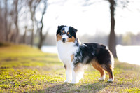 32. 3/21/26: Jackson TN (Blue Merle MAS) D. Suttmiller