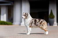 40. 4/25/26: Franklin TN (Red Merle) G. Horn