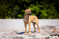 43. 4/25/26: Franklin TN (RR Puppy) T. Ruffin