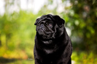 47. 5/7/26- Pug (S. Devilbiss)