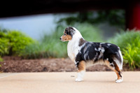 48. 5/22/26- MASCUSA (Blue Merle) M. Fedge