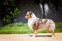 52. 5-22-26: MASCUSA (Red Merle) R. Beckrich