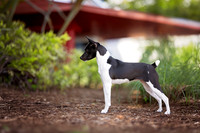 53. 5-22-26: MASCUSA (Rat Terrier) V. Bordelon