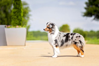 56. 5-22-26: MASCUSA (Blue Merle) D. Sayre