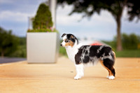 63. 5-22-26: MASCUSA (Blue Merle) C. Jansen