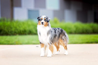 71. 5-22-26: MASCUSA (Blue Merle ) B. Smalley
