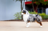 79. 5-22-26: MASCUSA (Blue Merle) J. Plourde