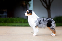 80. 5-22-26: MASCUSA (Blue Merle Aussie) K. Kropas