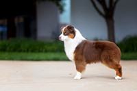 81. 5-22-26: MASCUSA (Red Tri Aussie) M. Mosier