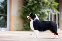 88. 8-26-27: Lexington KY (Black Tri MAS) L. Jessee