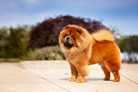89. 8-26-26L Lexington KY (Mufasa) R. Silva