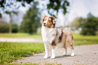 90. 8-26-26: Lexington KY (Red Merle MAS) Gwen Strickland