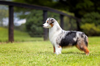 94. 8-26-26: Lexington KY (Blue Merle MAS) K. Nicholson