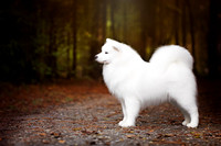 115. 9-24-26: McDonald TN (Samoyed) S. Thellman