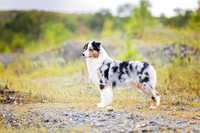 110. 9-24-26: McDonald TN (Blue Merle Aussie) S. Thellman