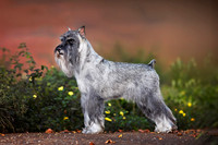 105. 9/3/26: Schnauzer 1